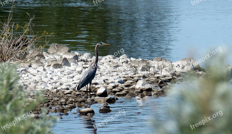 Animal Bird Blue Heron Wildlife Nature