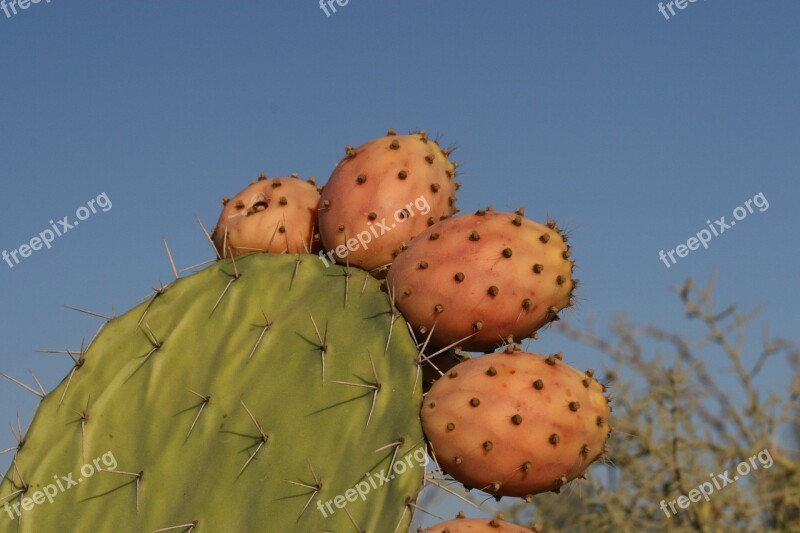 Cactus Close-up Fruit Plant Botany