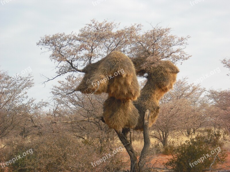 Baobab African Tree Free Photos