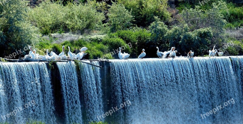 Pelicans Animals Birds Waterfall Free Photos