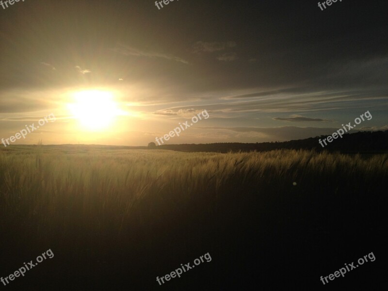 Cornfield Cereals Sun Sunset Field