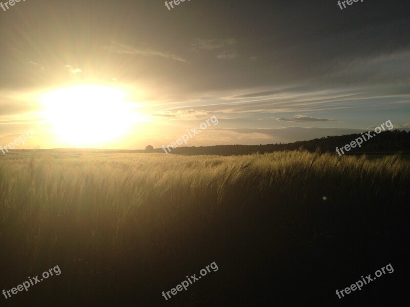 Cornfield Cereals Sun Sunset Field