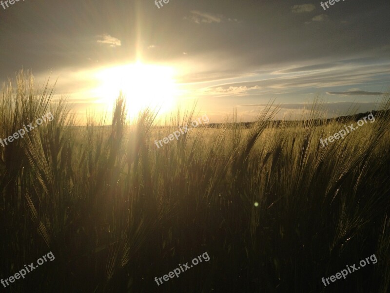 Cornfield Cereals Sun Sunset Field