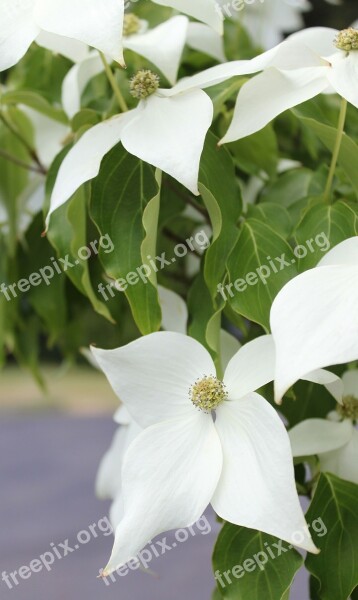 White Dogwood Dogwood Ornamental Tree White Blossoms White