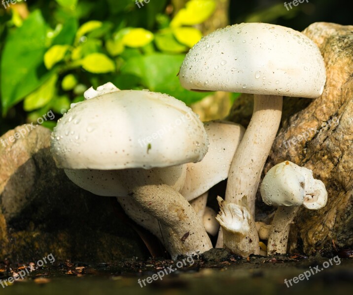 Mushroom Nature White Raindrop Free Photos