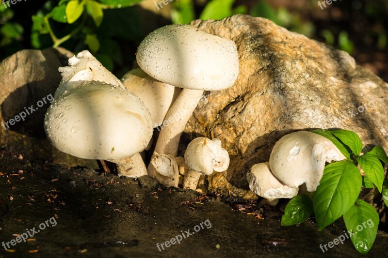 Mushroom Nature White Raindrop Free Photos