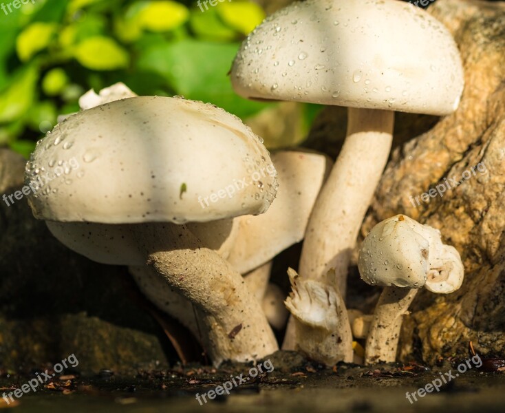 Mushroom Nature White Raindrop Free Photos