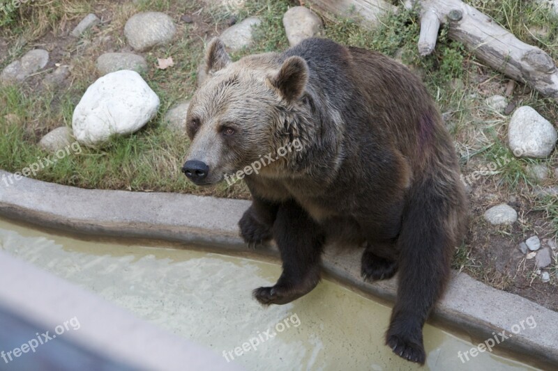 Bear Sitting Brown Animal Free Photos