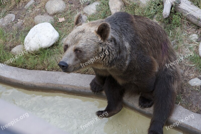 Bear Sitting Brown Animal Free Photos