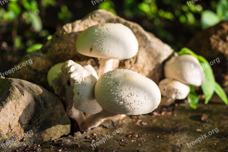 Mushroom Nature White Raindrop Free Photos