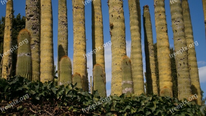 Cactus Garden Flora Botanical Botany