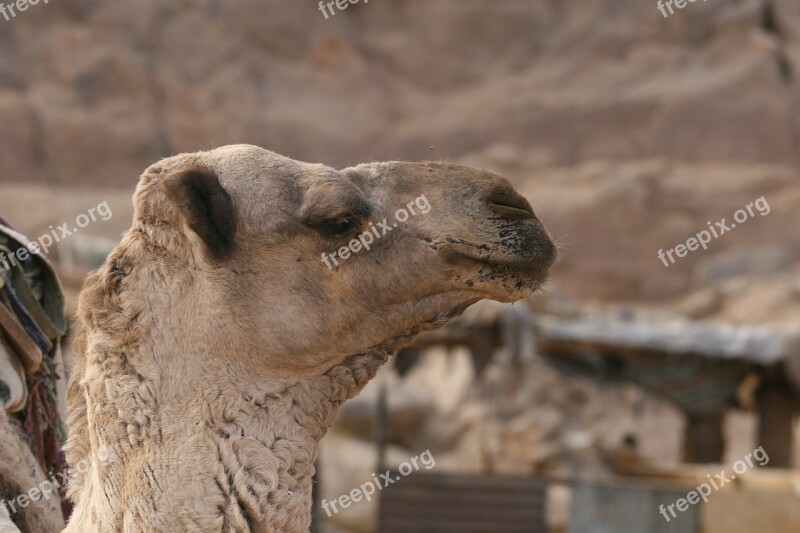 Camel Animal Portrait Free Photos