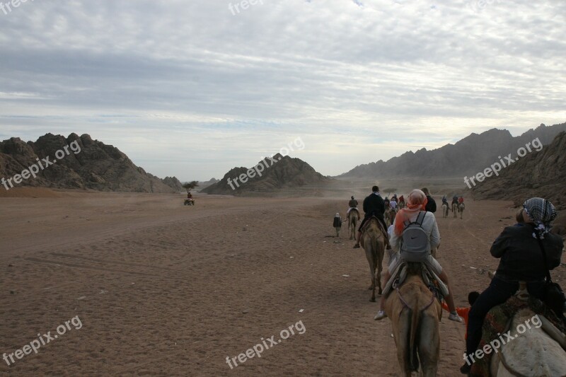 Egypt Adventure Camel Desert Africa