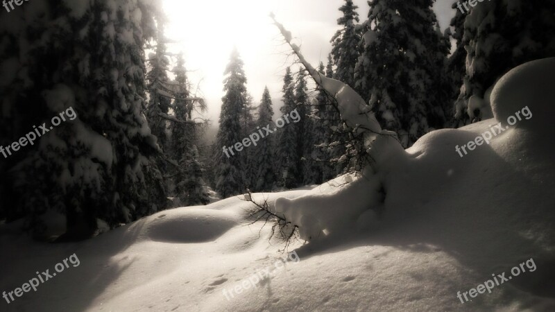 Snow Winter Forest Mountains Wintry Winter Magic