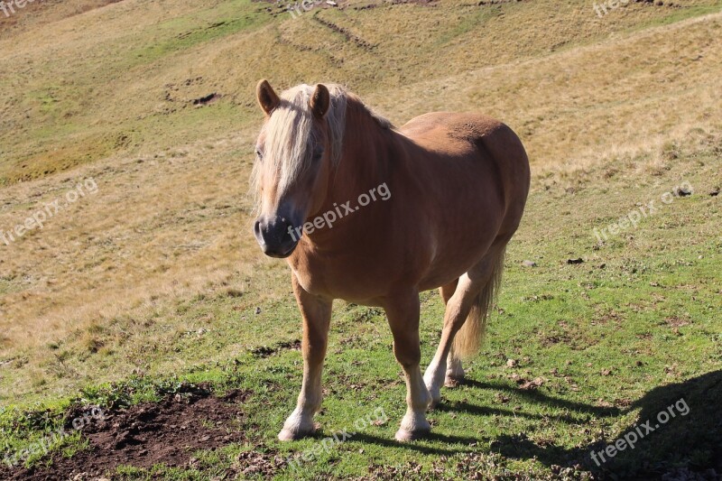 Horse Mountains Haflinger Mane Beige