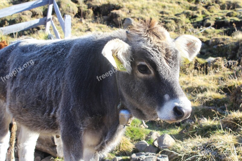 Calf Cow Beef Grey Cowboy