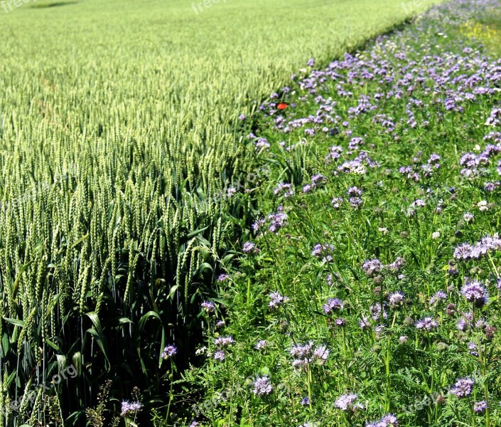 Landscape Wheat Field Cereals Field Of Flowers Border