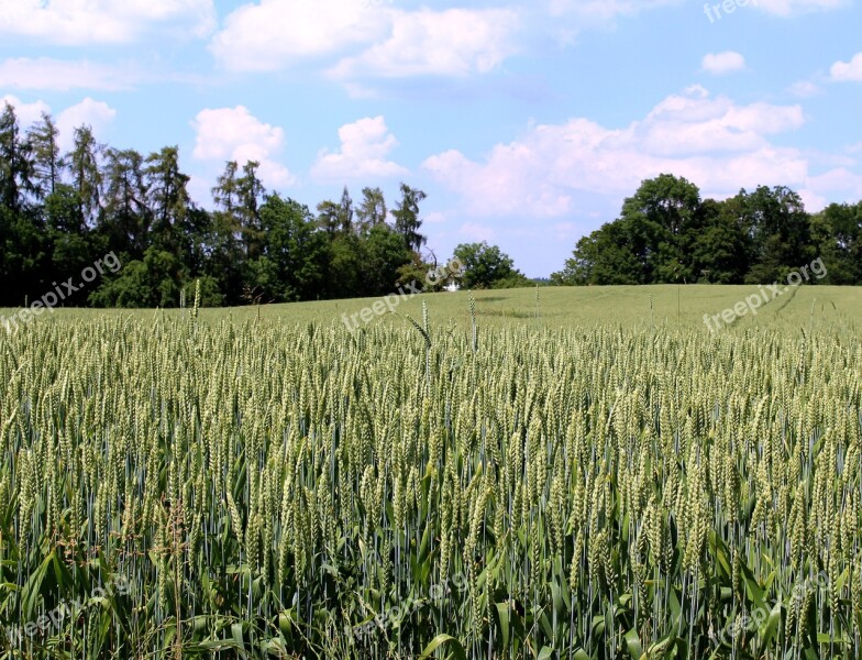 Wheat Wheat Field Cereals Trees Sky