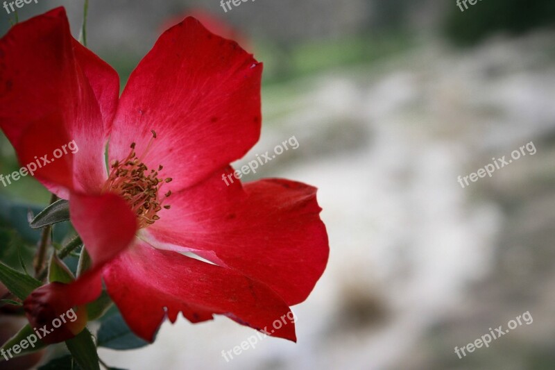 Rose Flower Red Romantic Nature