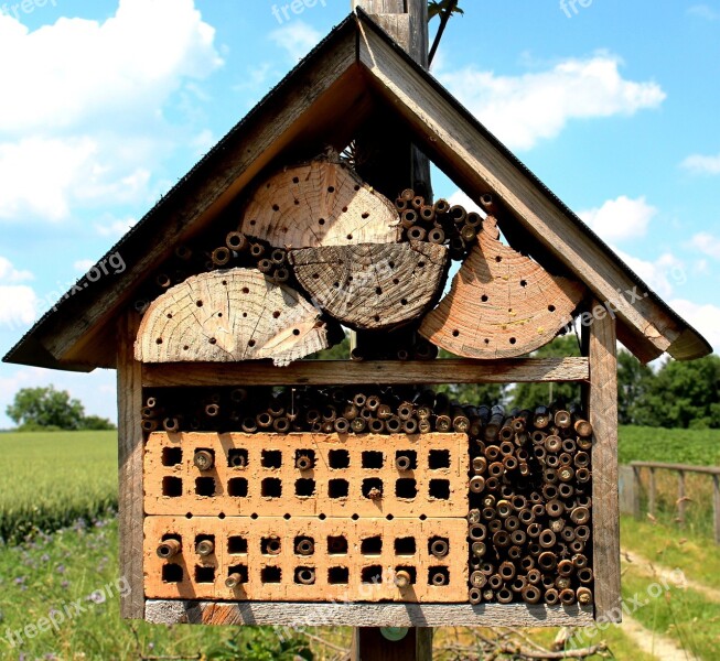 Bees Wild Bees Bee House Protection Of Species Nest