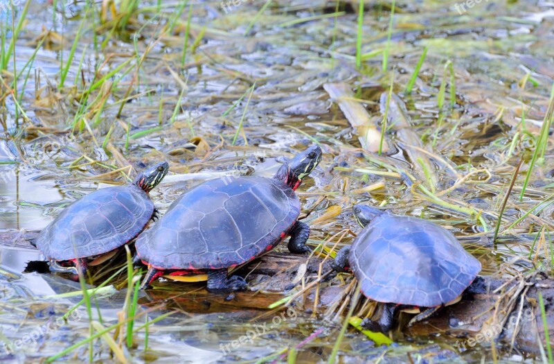 Turtles Reptile Tortoise Wildlife Aquatic