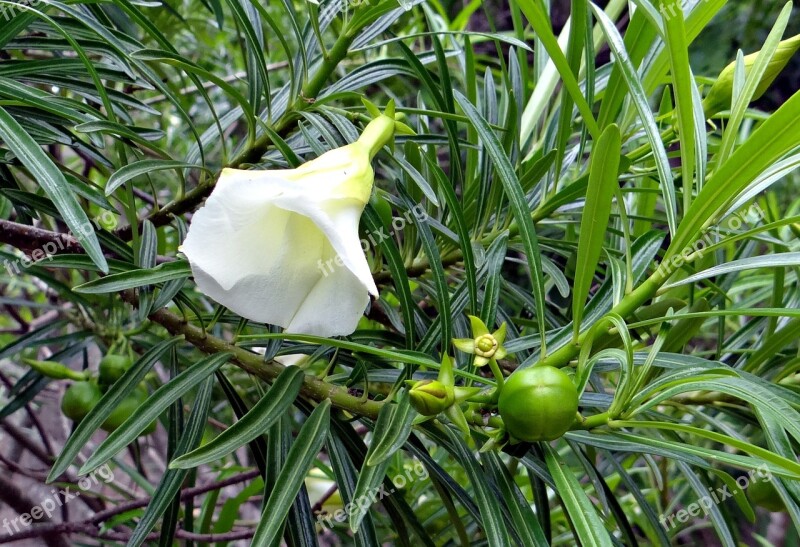 Mexican Oleander Thevetia Peruviana Flower Fruit White