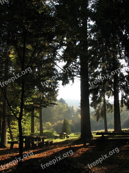 Forest Light Pine Nature Light And Shadow