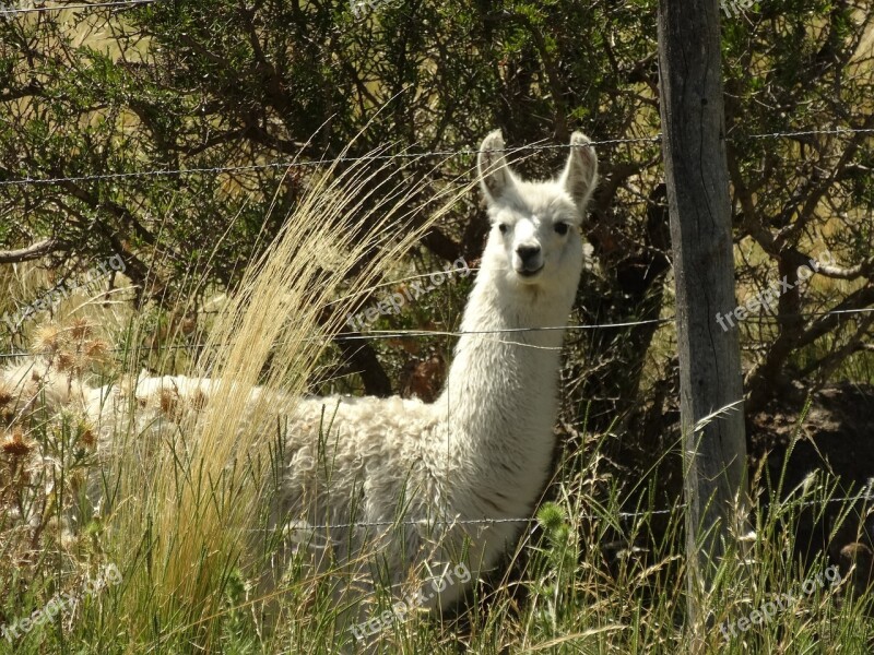 Llama Grass Argentina Animal Nature