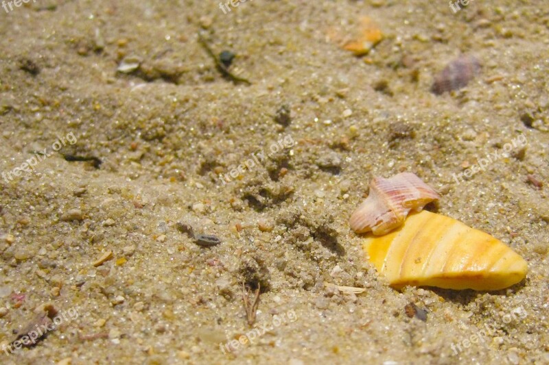 Sand Shells Beach Mar Rio De Janeiro