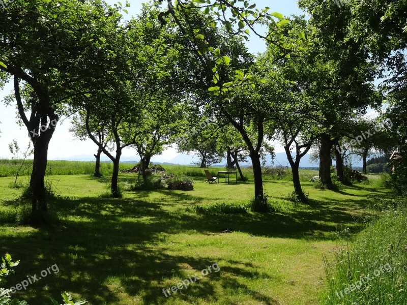 Apple Trees Garden Bavaria Summer Tree