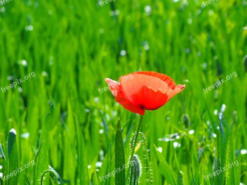 Flower Red Poppy Field Summer