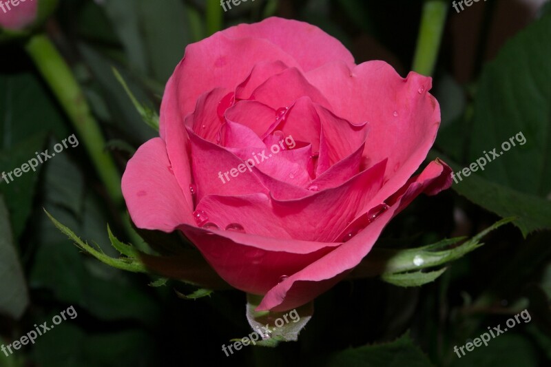 Rose Pink Flower Romantic Petal