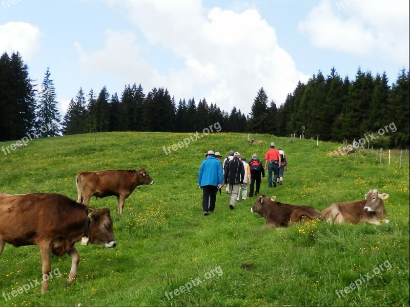 Wanderer Allgäu Hiking Mountain Hike Mountain Meadow