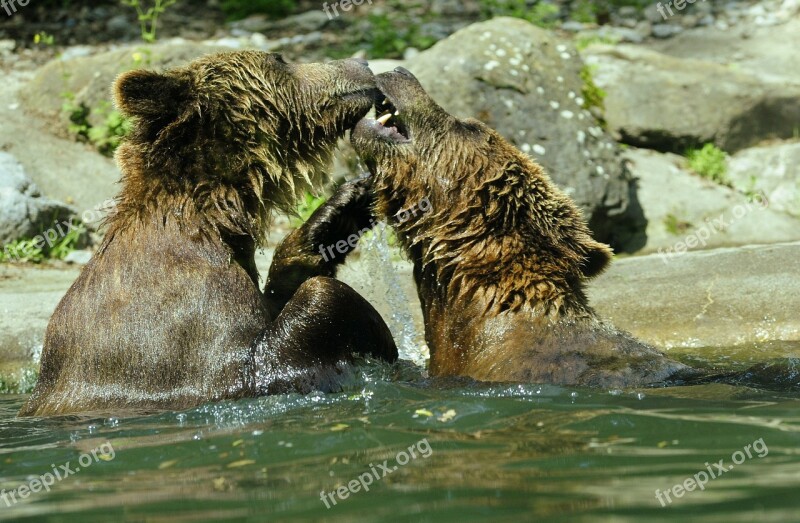 Bear Brown Bear Ursus Arctos Water Zoo