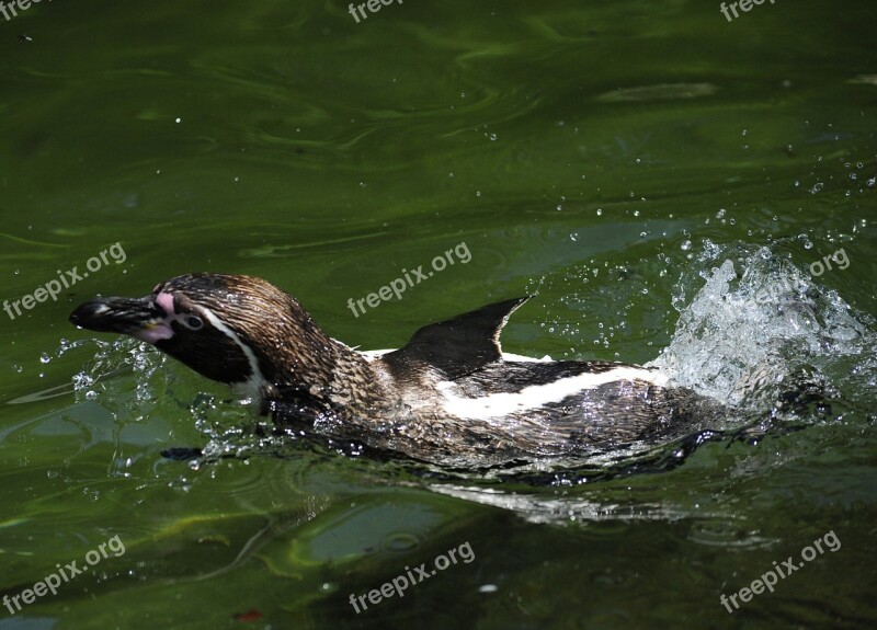 Penguin Humboldt Penguin Bird Water Bird Swim