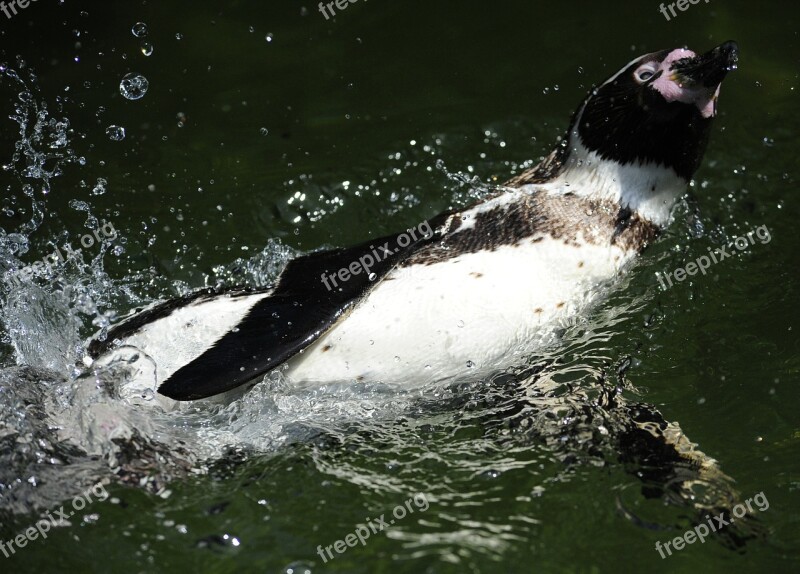 Penguin Humboldt Penguin Bird Water Bird Swim