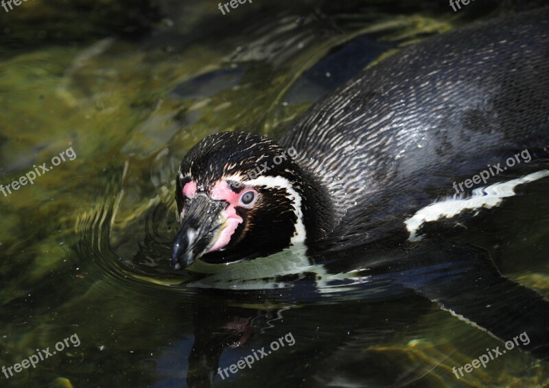 Penguin Humboldt Penguin Bird Water Bird Swim