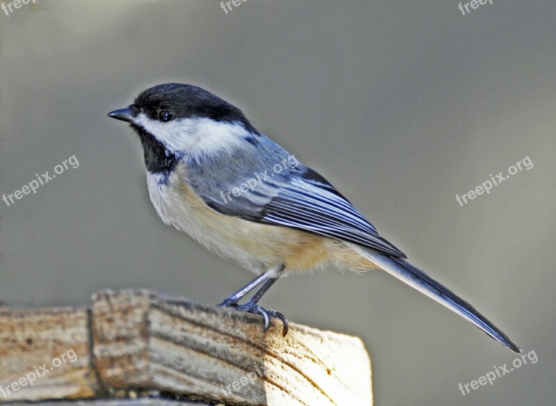 Bluebird Bird Spring Fence Free Photos