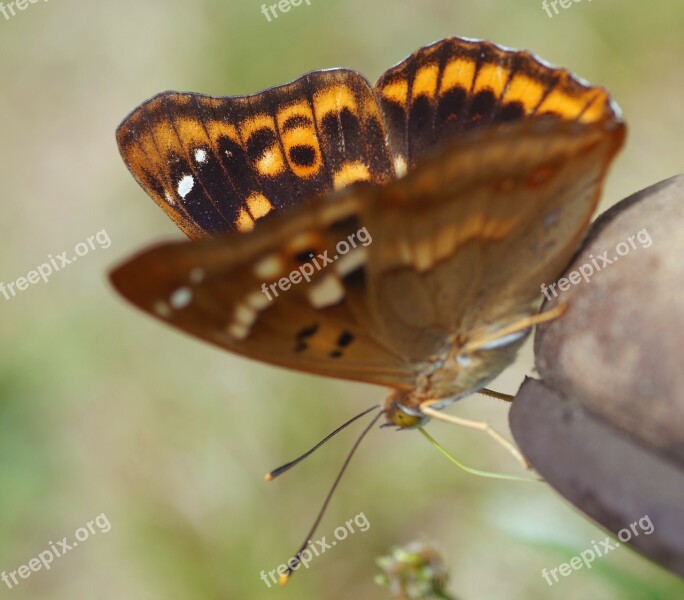 Butterfly Lesser Purple Emperor Summer Garden Insect