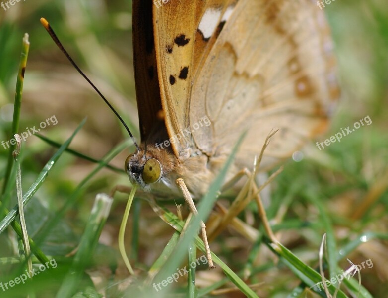 Butterfly Lesser Purple Emperor Summer Garden Insect