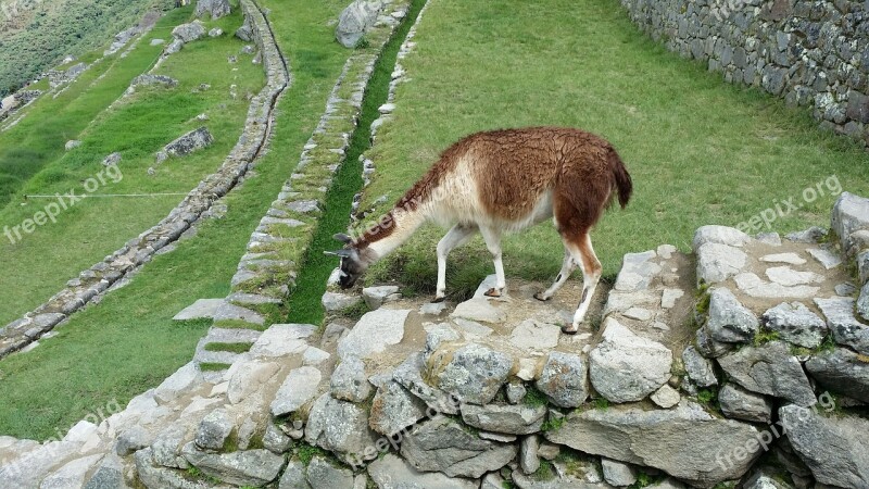 Machu Picchu's Llama Move Stone Steps Loneliness Free Photos