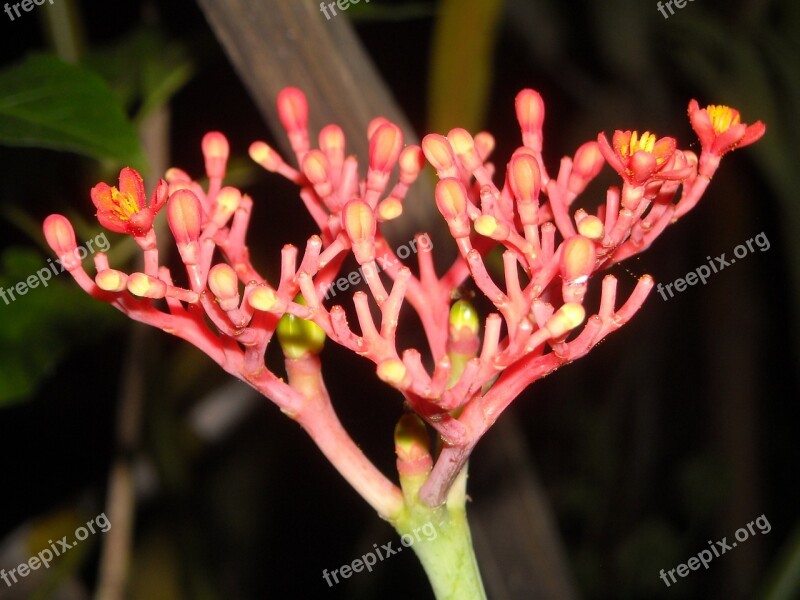 Plants Flowers Ashoka Saraca Indica Orange