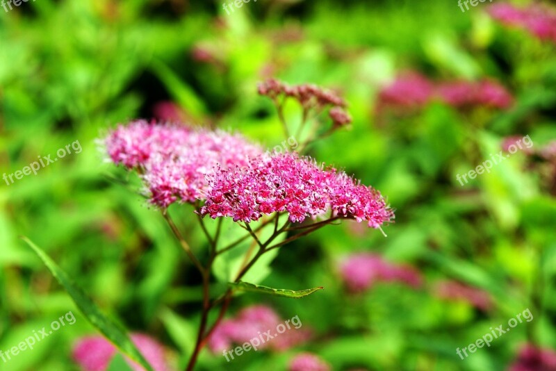 Flower Plant Bloom Flowers Summer