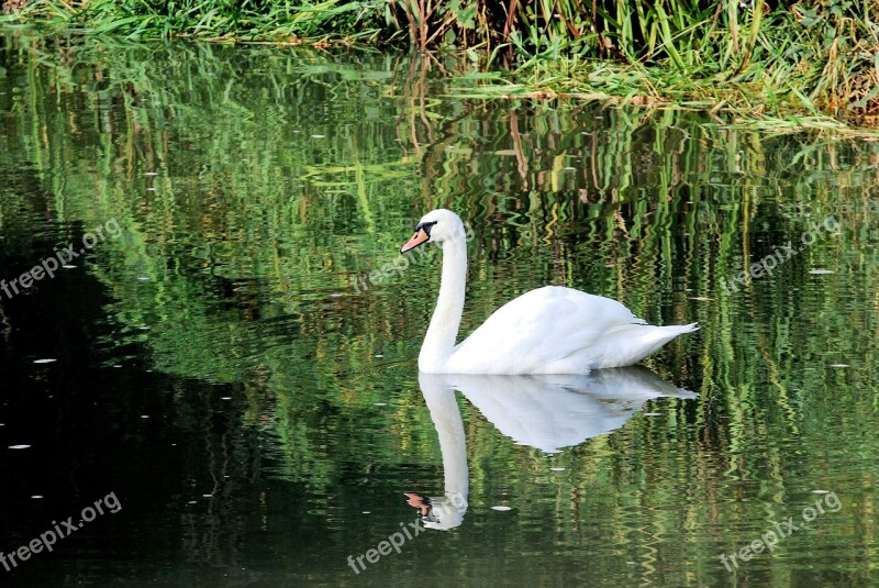 Swan White Elegance Reflection Water