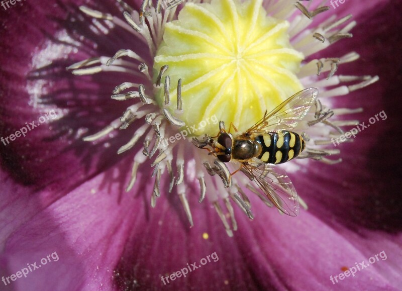 Hover Fly Insect Close-up Hoverfly Pollen