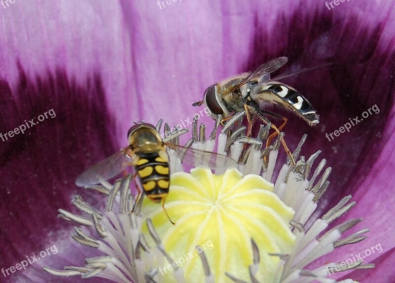 Hover Fly Insect Close-up Hoverfly Pollen