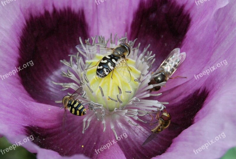 Hover Fly Insect Close-up Hoverfly Pollen