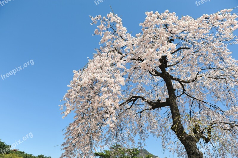 Cherry Blossom Spring Sky Blue Sky Forbidden City