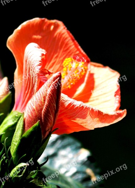 Flower Flowers Hibiscus Close Up Free Photos