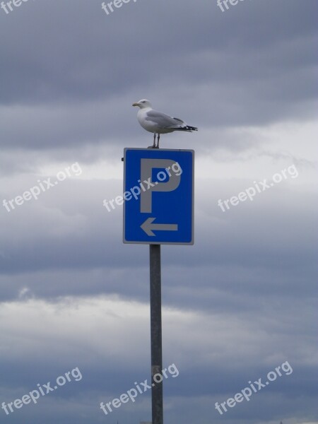 Bird Sky Animal Nature Feather